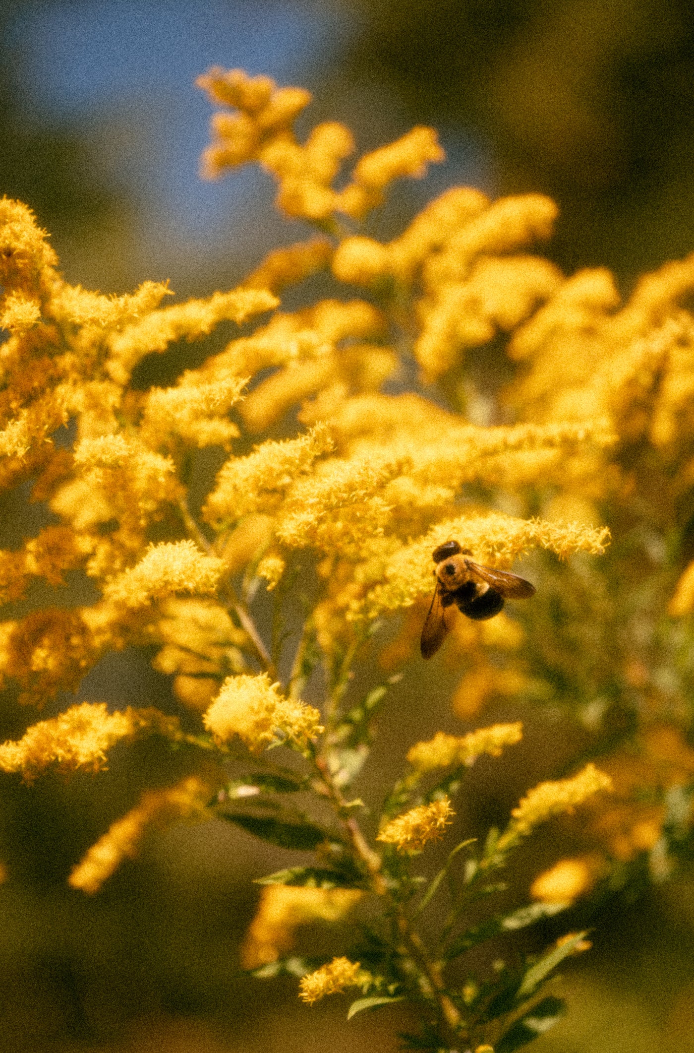 Bold & Beautiful - Goldenrod