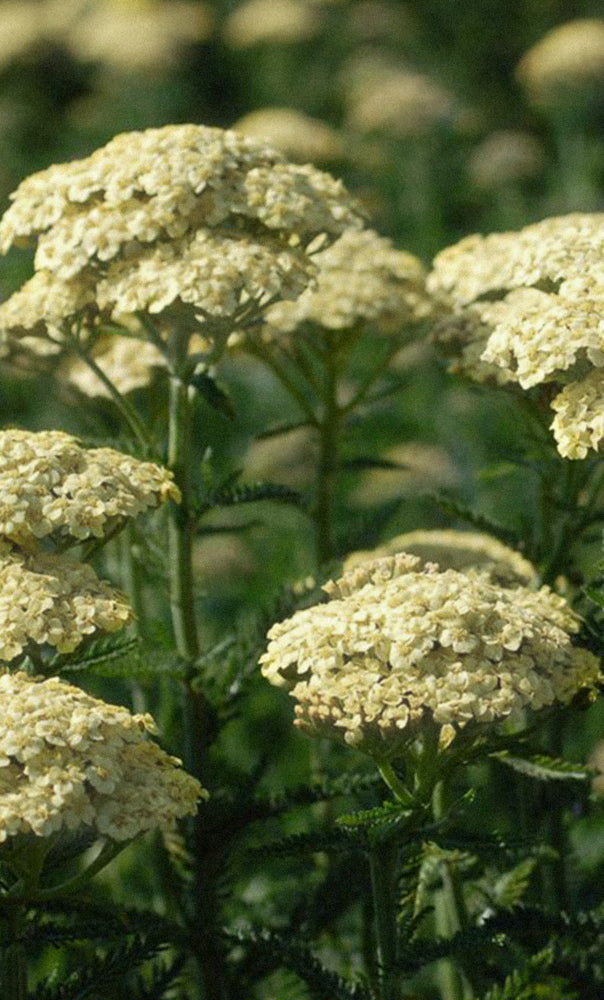 Yarrow: Your Garden First Aid Kit