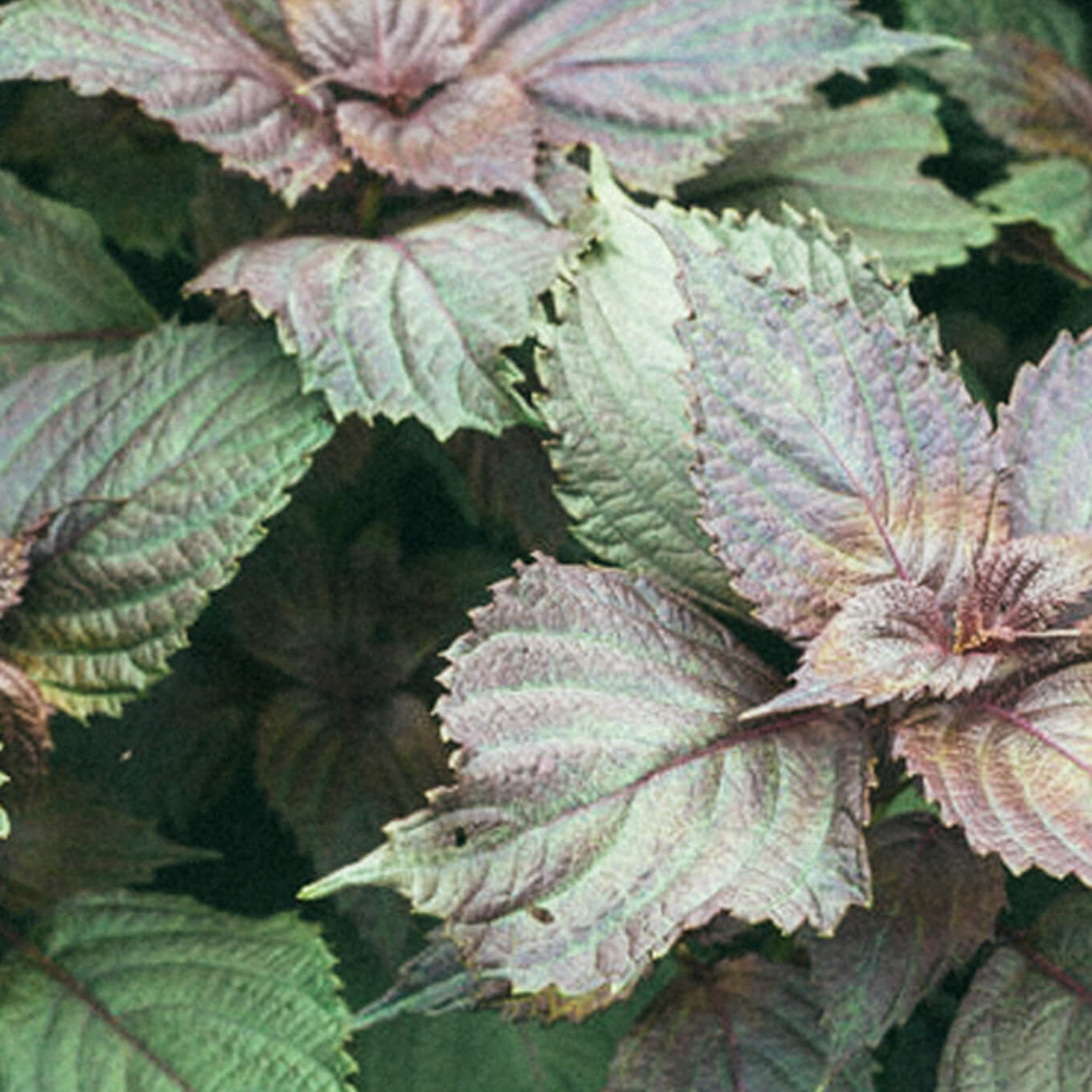Shiso: The Flavorful Leaf with Hidden Wellness Powers